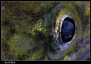 the eye :-D (lota lota) by Daniel Strub 